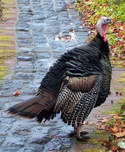 George Turkey Cropped.JPG