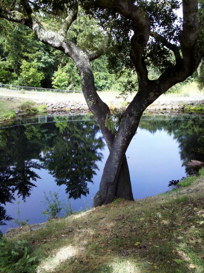 Pond3 6-26-2010 edit.JPG