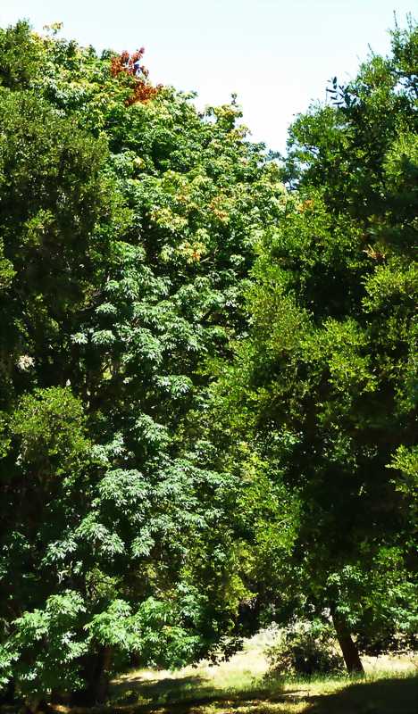 Autumn Maples In July-4 2010 edit.JPG