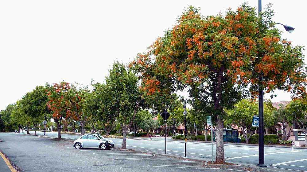 San Antonio Rd at Hillview Ave Los Altos Ca. Looking East 8-5-2010.JPG