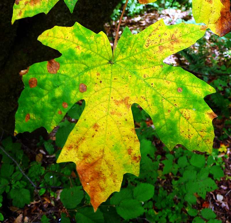 Maple Tree2 8-8-2010.JPG