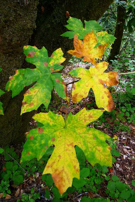 Maple Tree1 8-8-2010.JPG