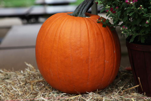 This perfectly simetrical pumpkin was actualy not for sale.  Too bad.