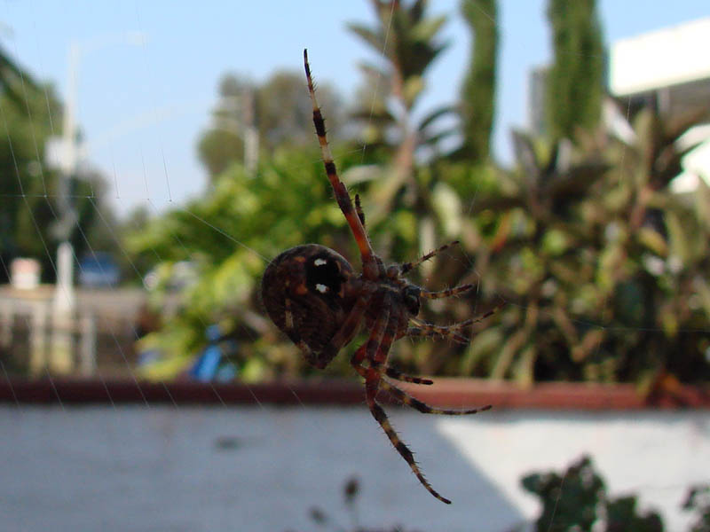 His main body is about the size of a penny. My roommate says "yuck!"<br />.