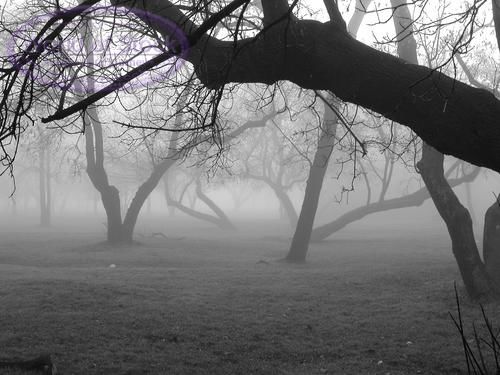 Creepy-Fog-4.jpg