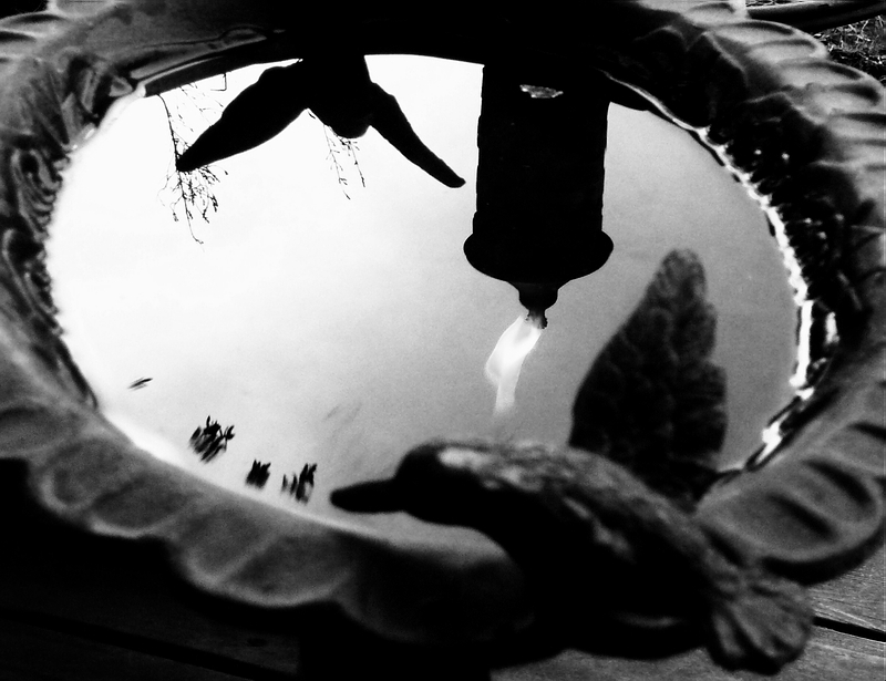 Birdbath Cropped.JPG