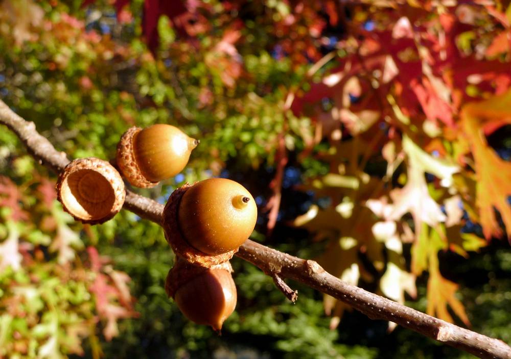 Red Oak Acorns 2013 edit for HDC.JPG