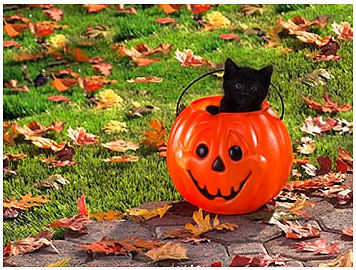 cat-halloween-wallpaper_06.jpg